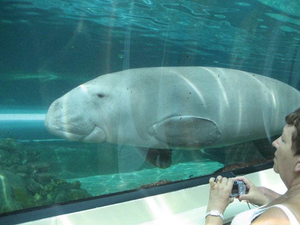 Dugong