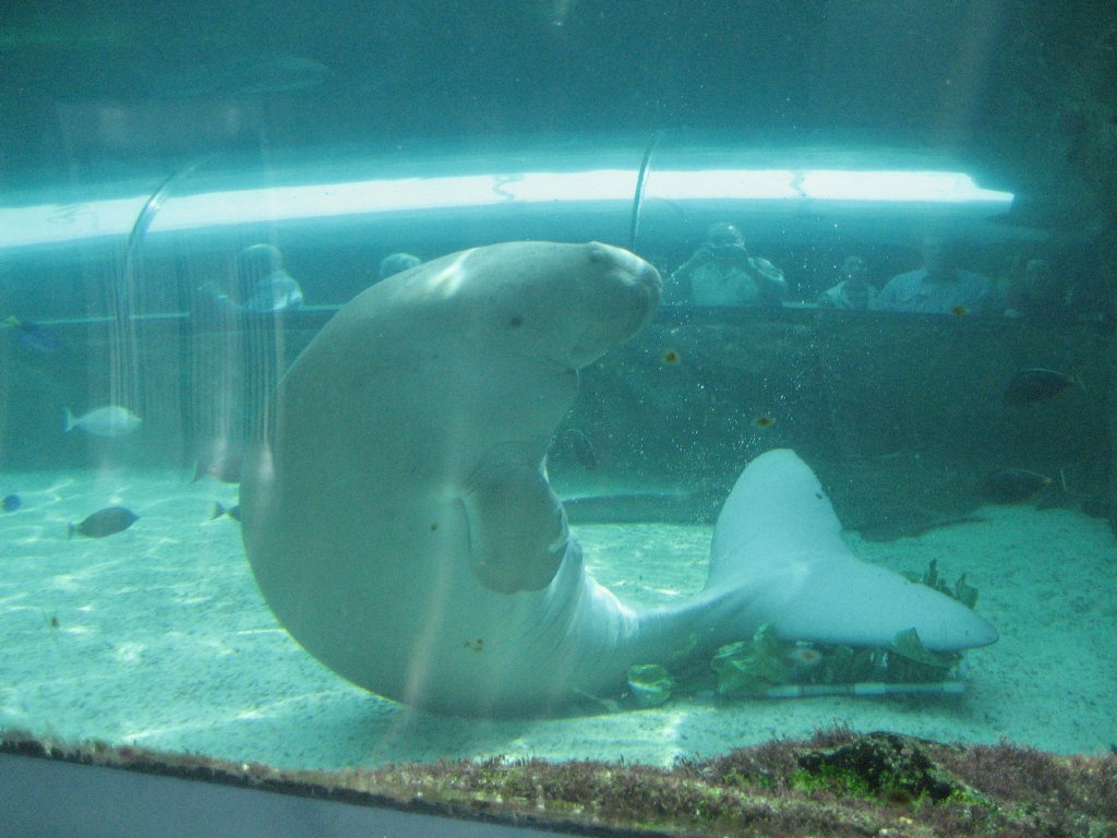 Dugong