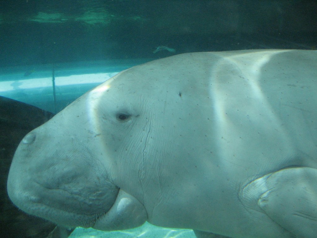 Dugong