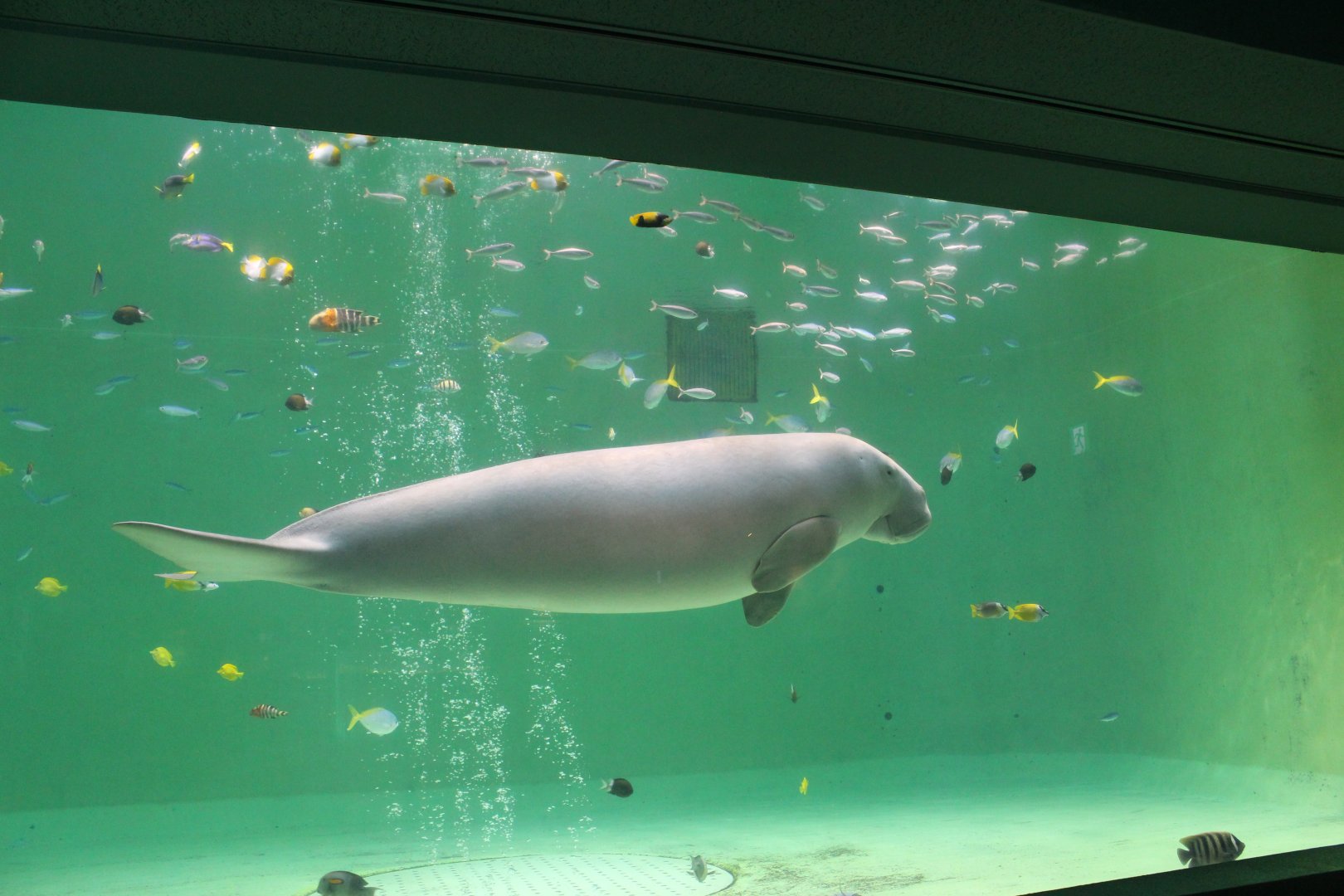 Dugong