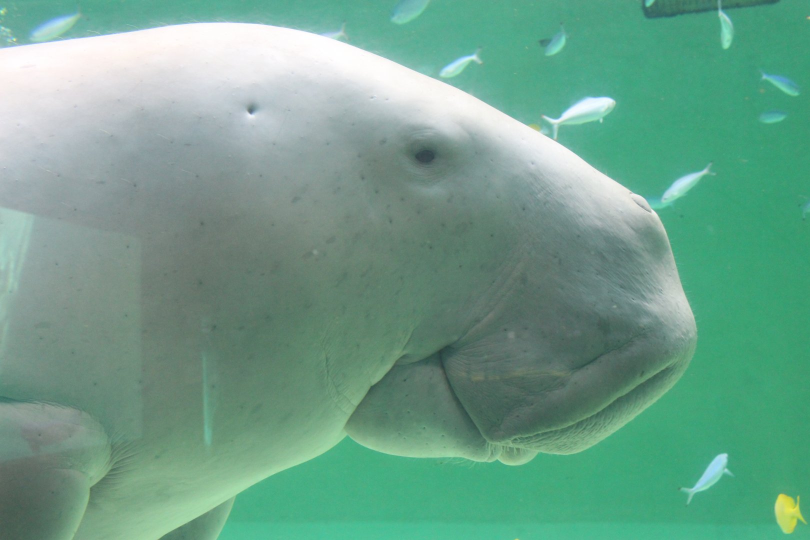 Dugong
