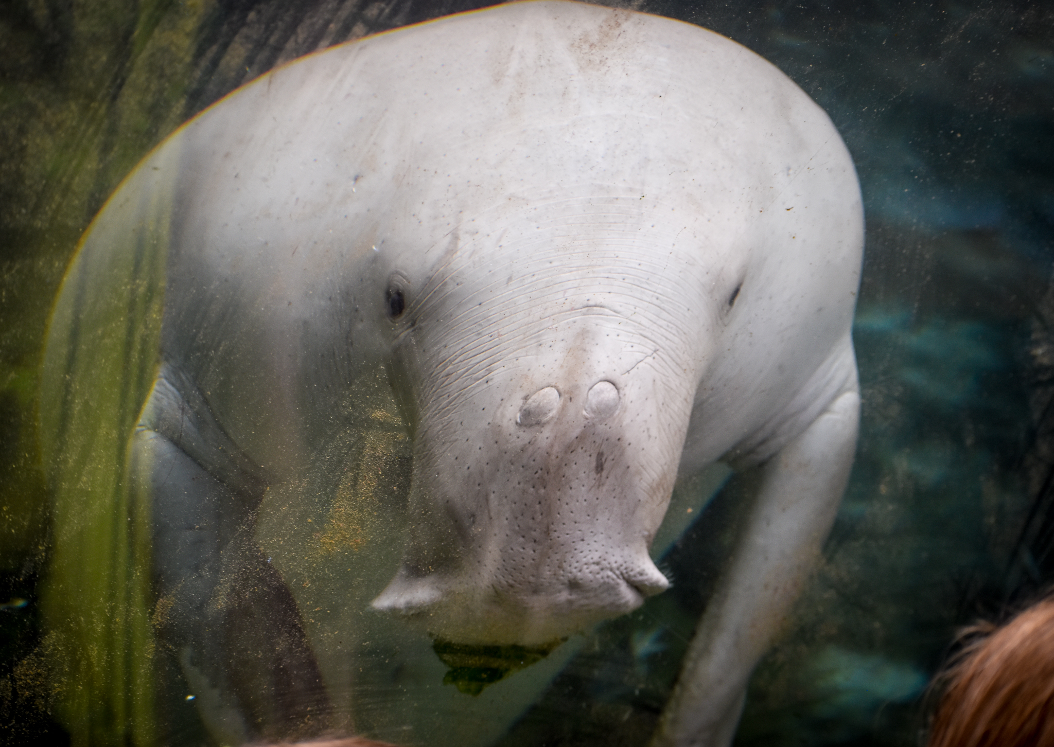 Dugong