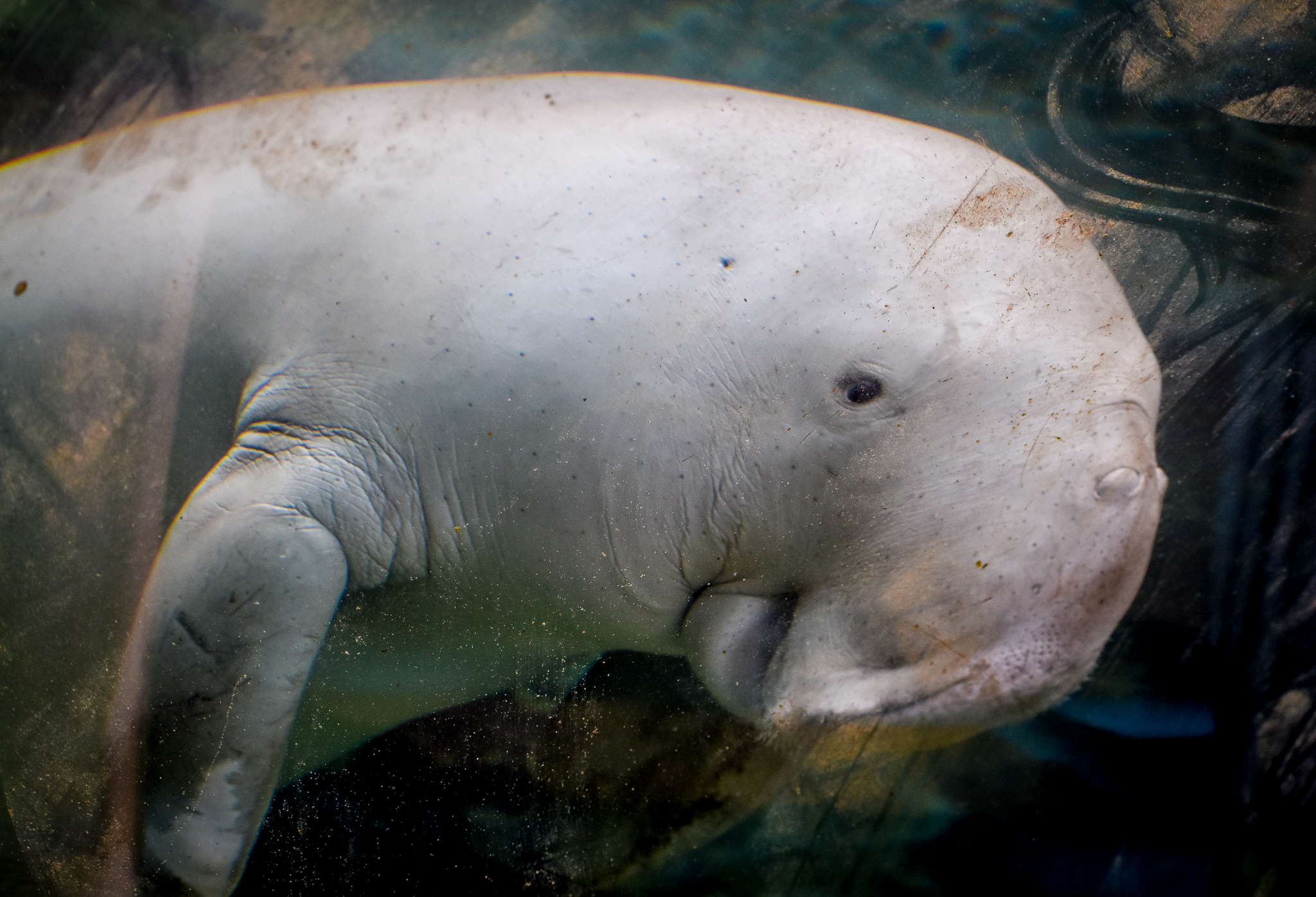 Dugong