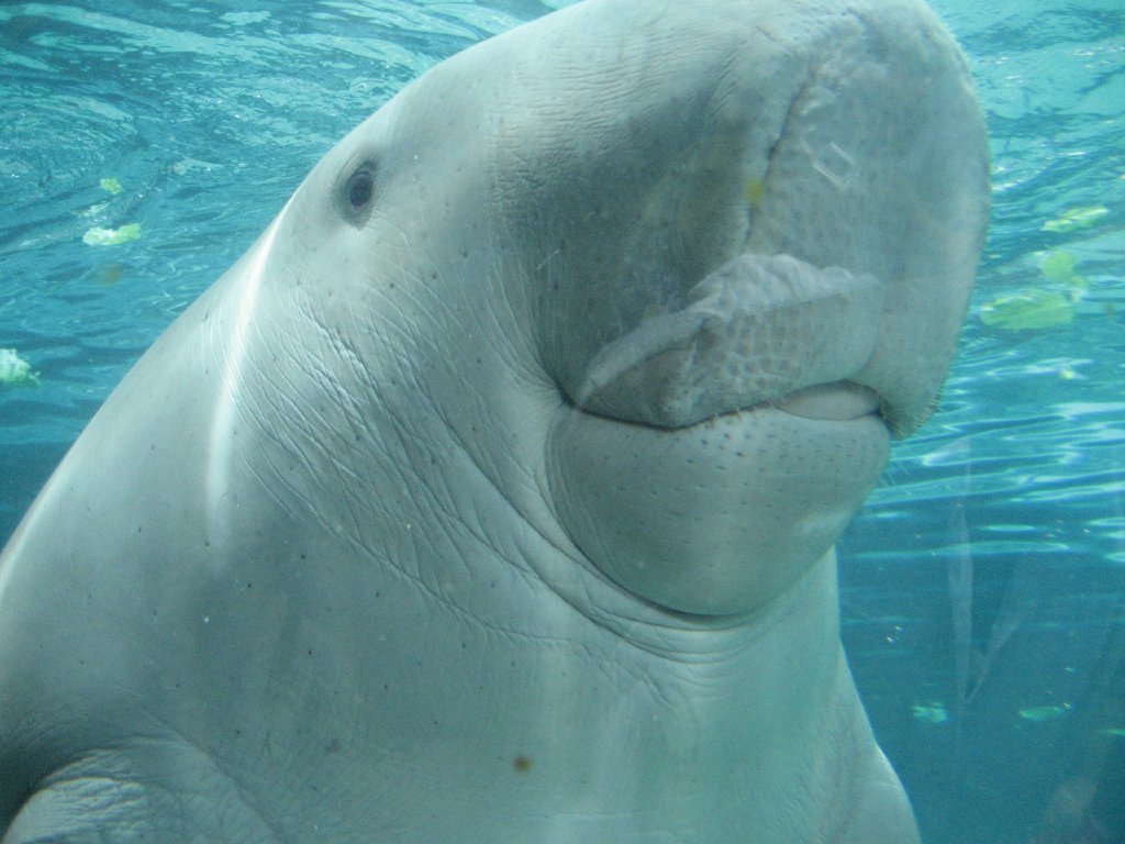 Dugong