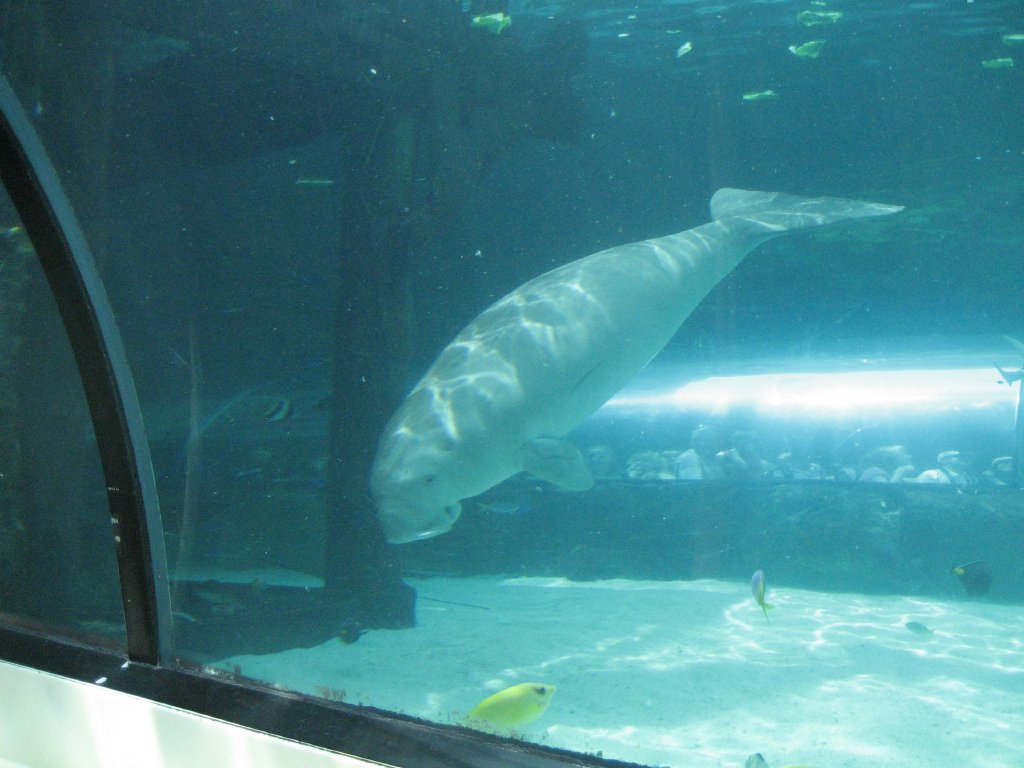 Dugong