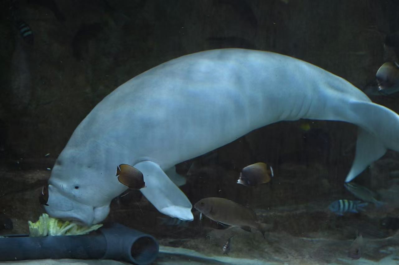 Dugong