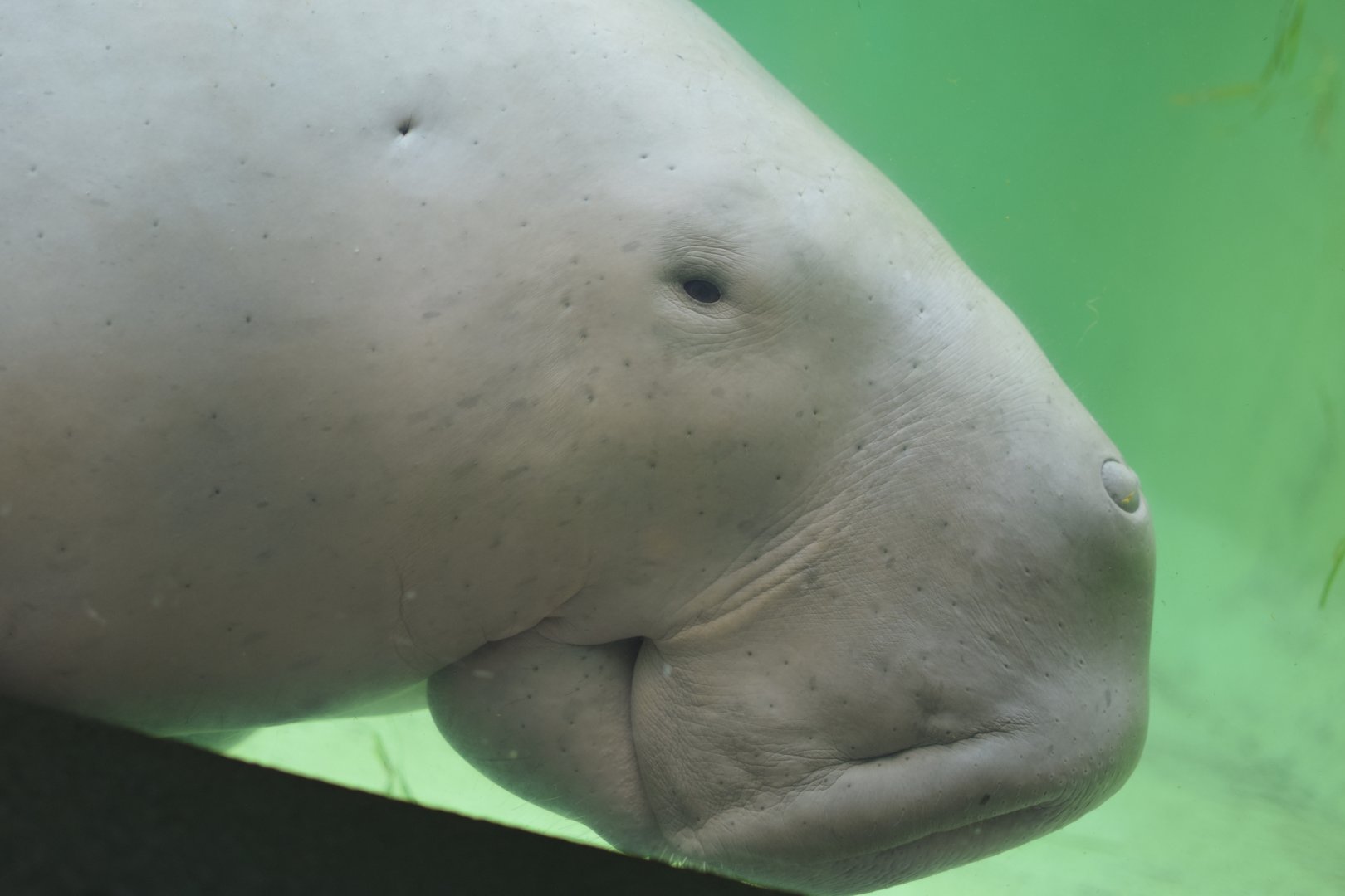 Dugong