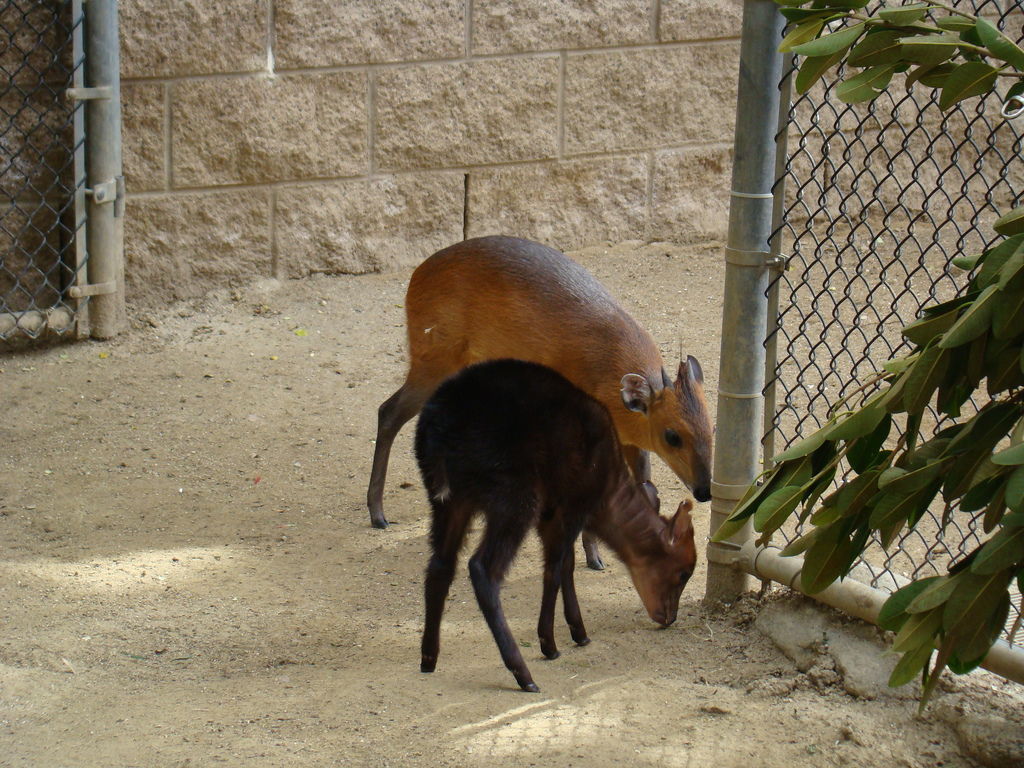 Duiker babies
