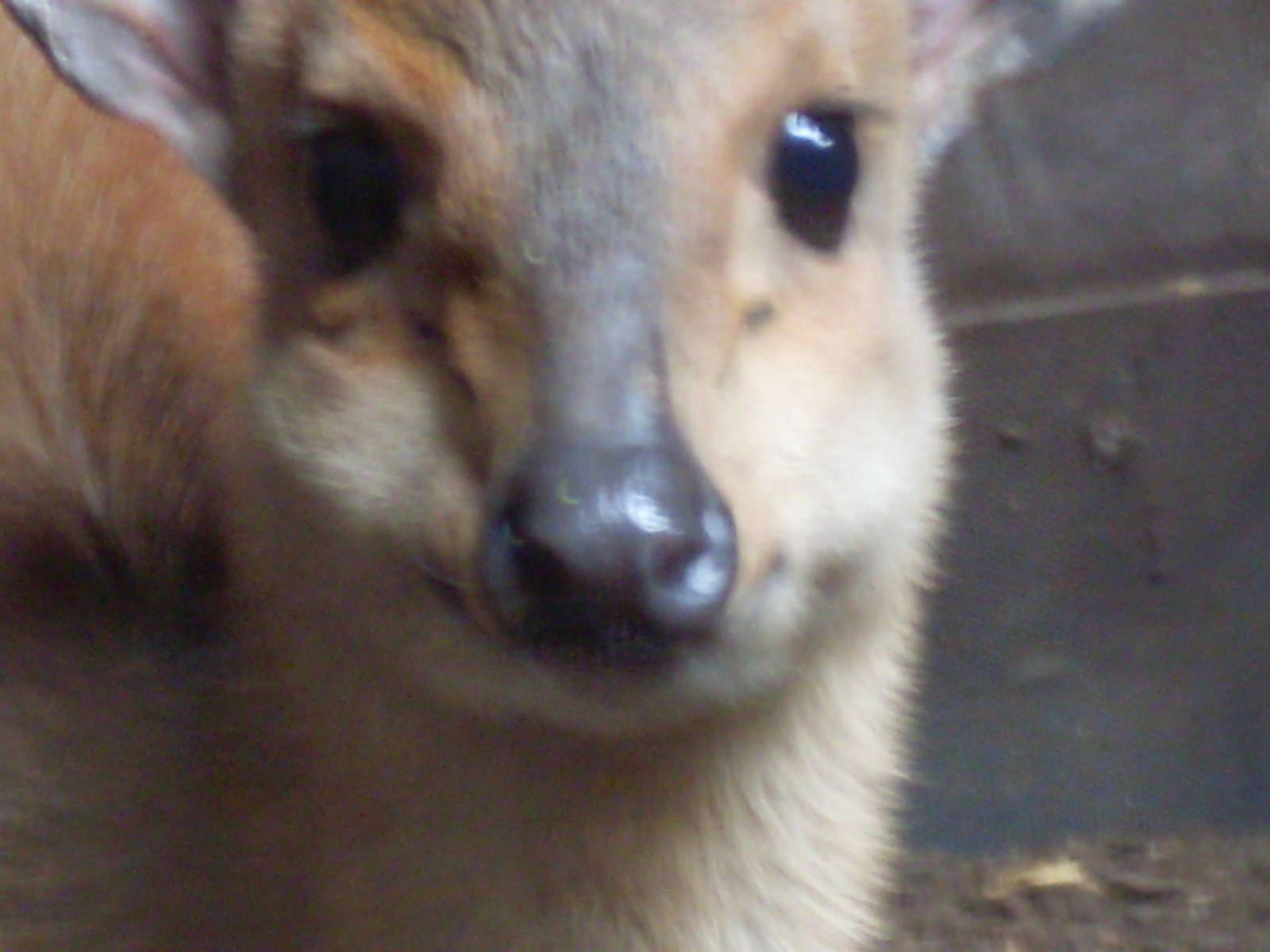 Duiker Chester Zoo 21st July 2010