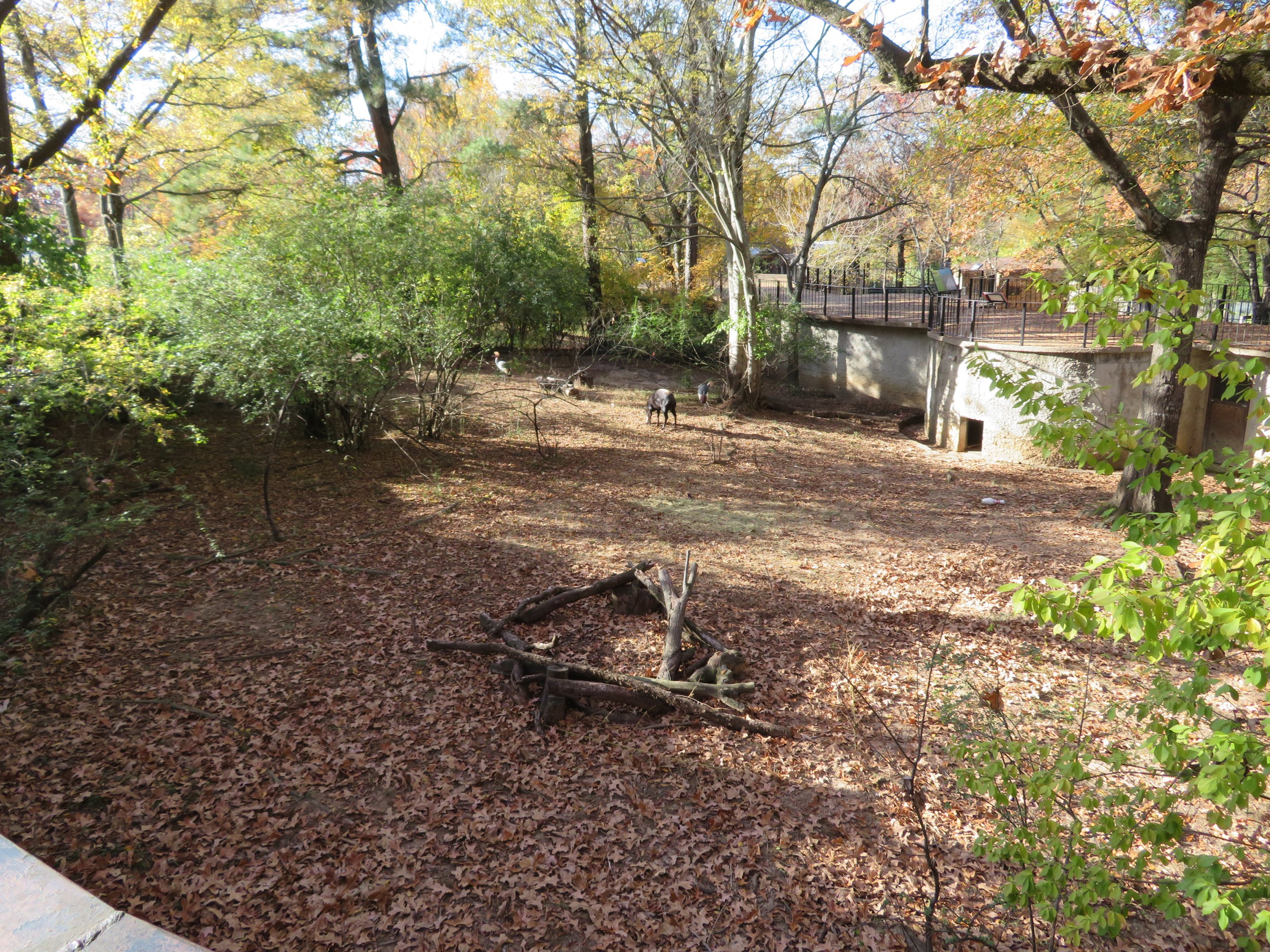 Duiker/Crowned Crane Yard