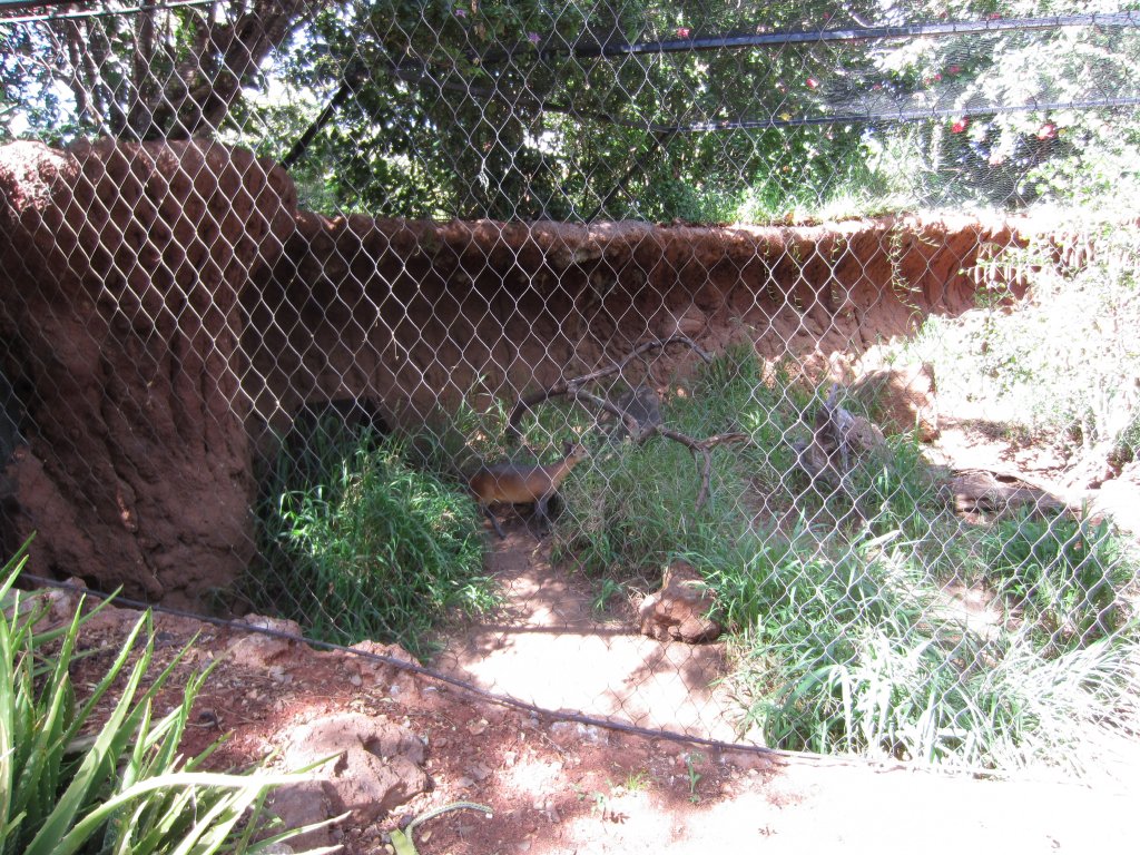 Duiker enclosure