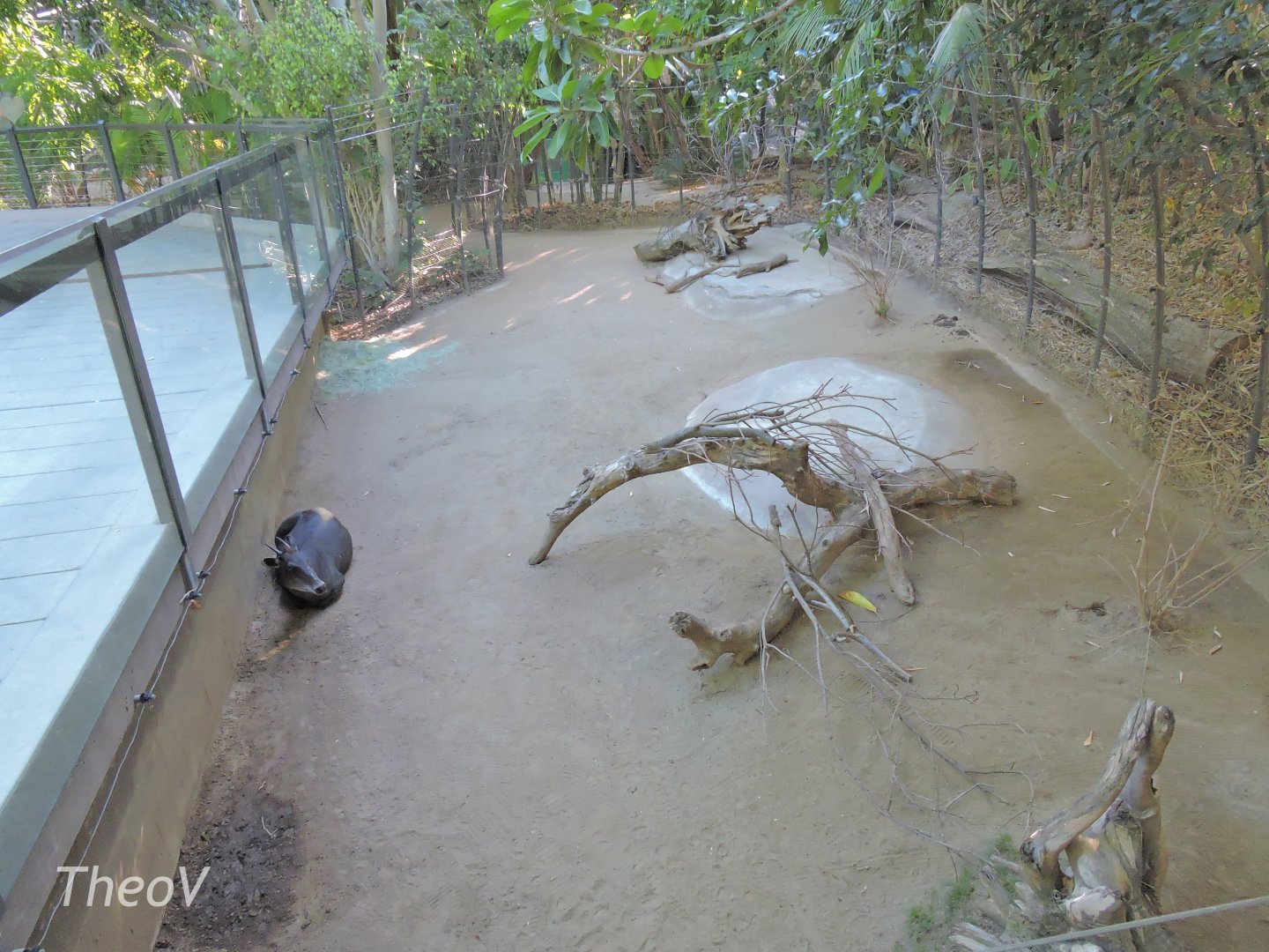 Duiker exhibit - Lost Forest [2015]