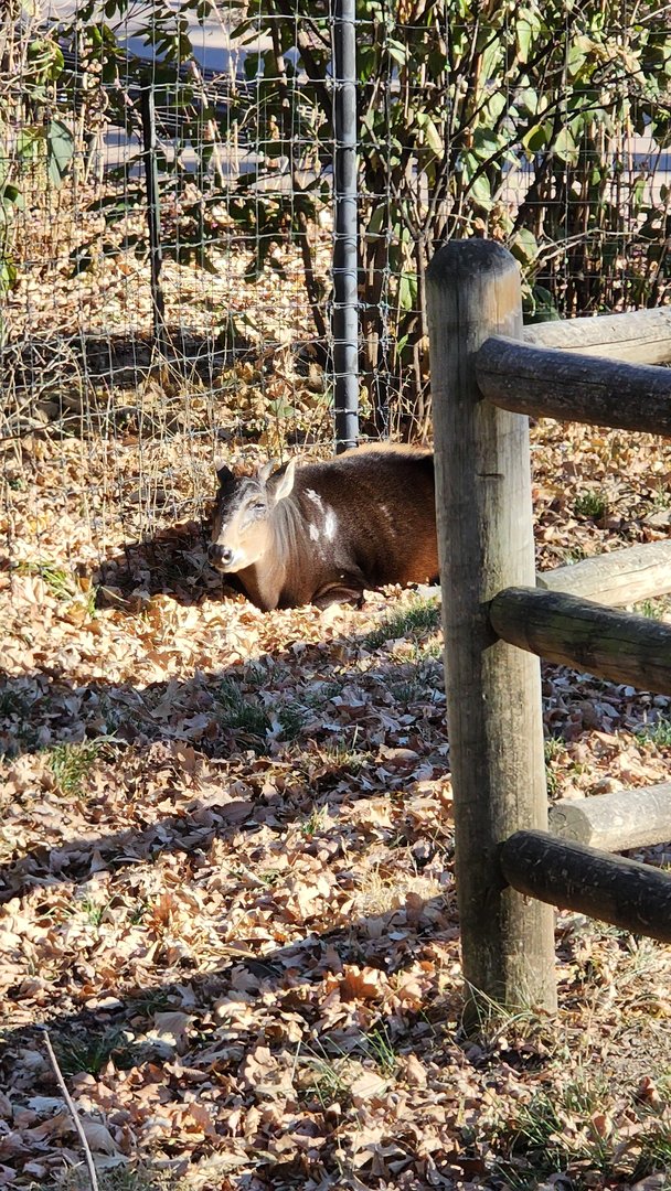 Duiker in Okapi Exhibit