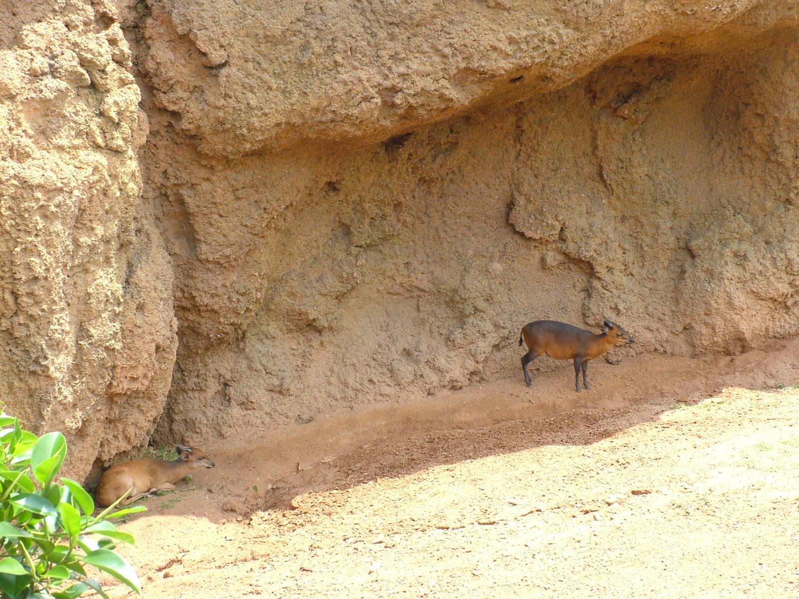 Duiker Pick-and-Mix at Bioparc Valencia, 28/05/11