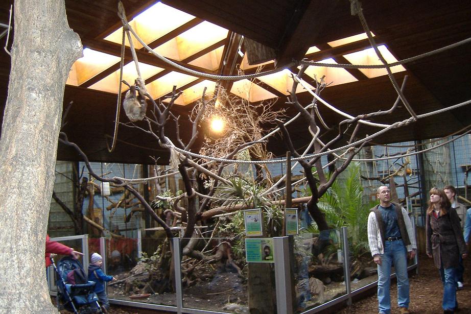 Duisburg sloths inside monkey house