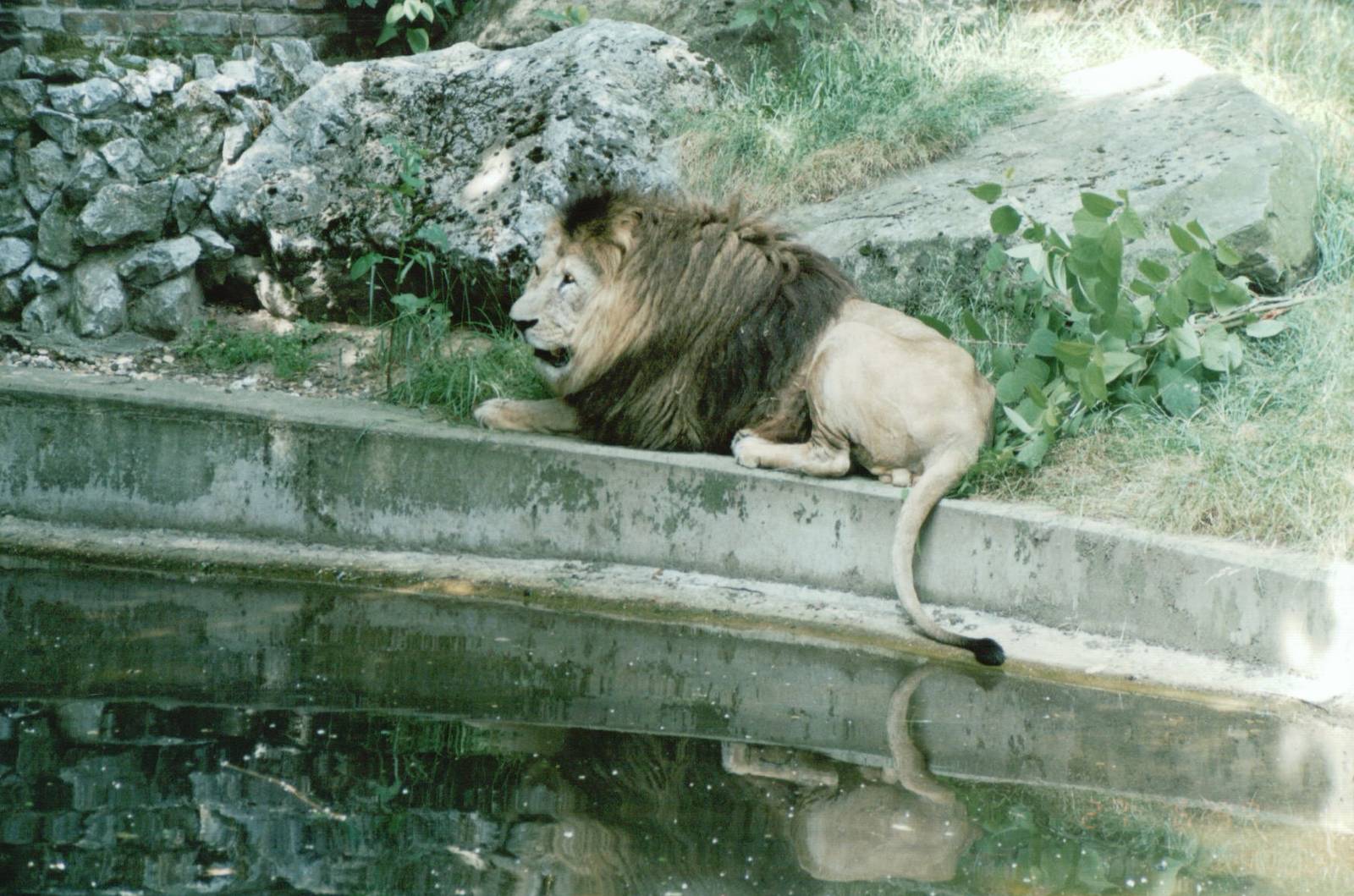 Duisburg Zoo 1999 - African Lion male