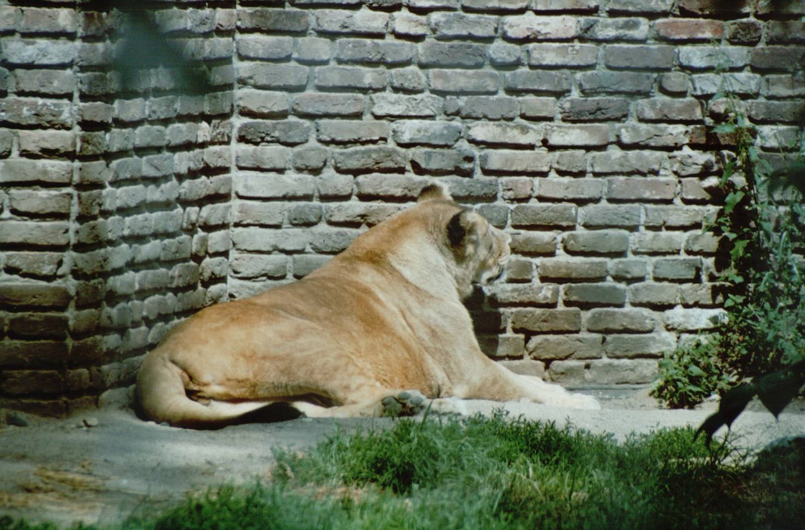 Duisburg Zoo 1999 - African Lioness