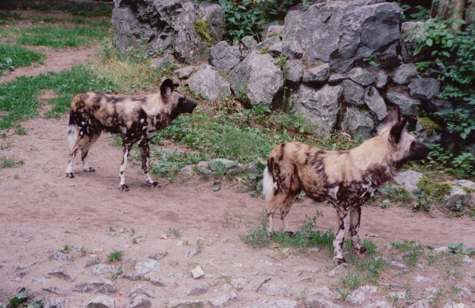 Duisburg Zoo 1999 - African Wild Dogs