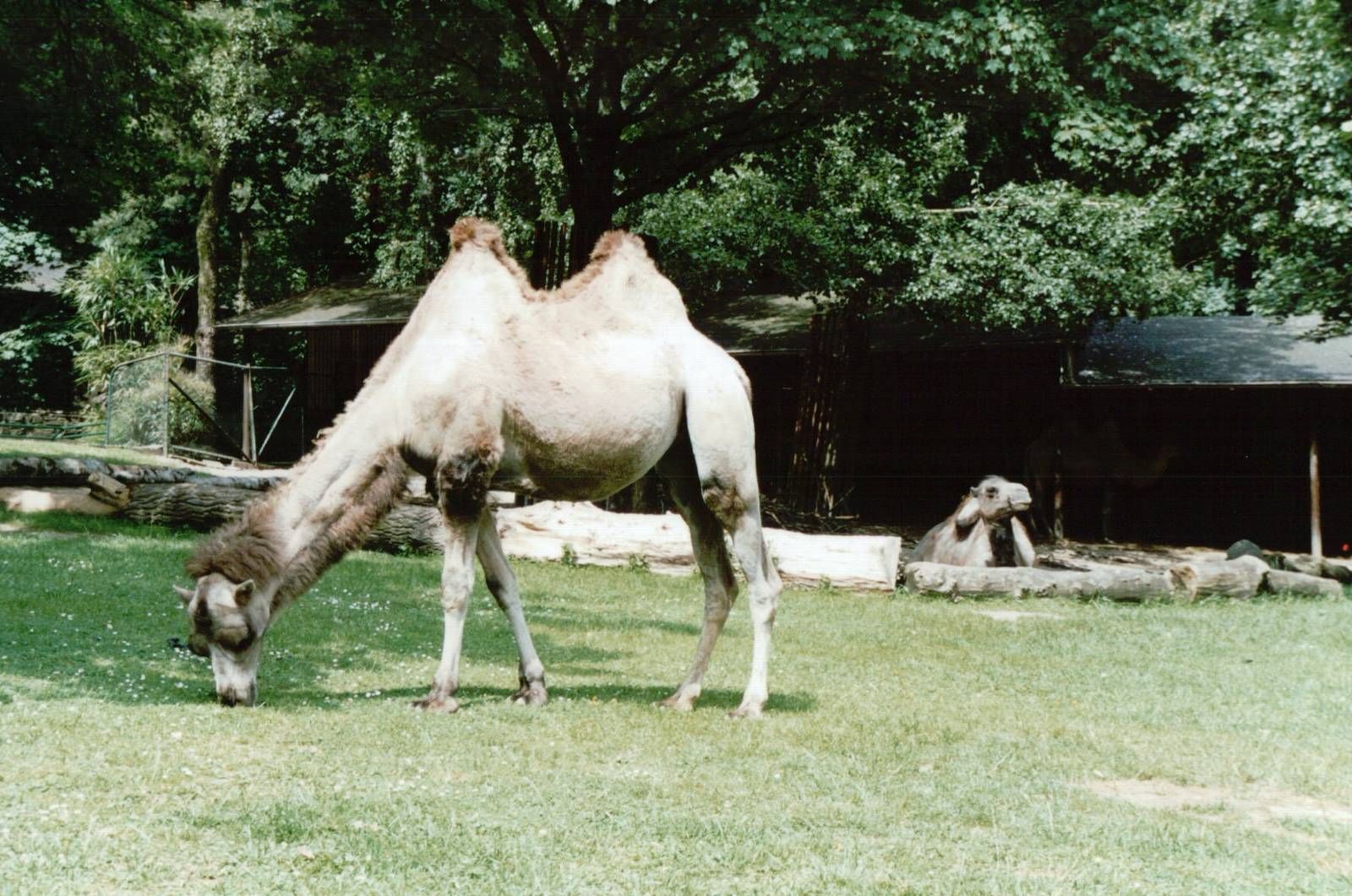 Duisburg Zoo 1999 - Bactrian Camel exhibit
