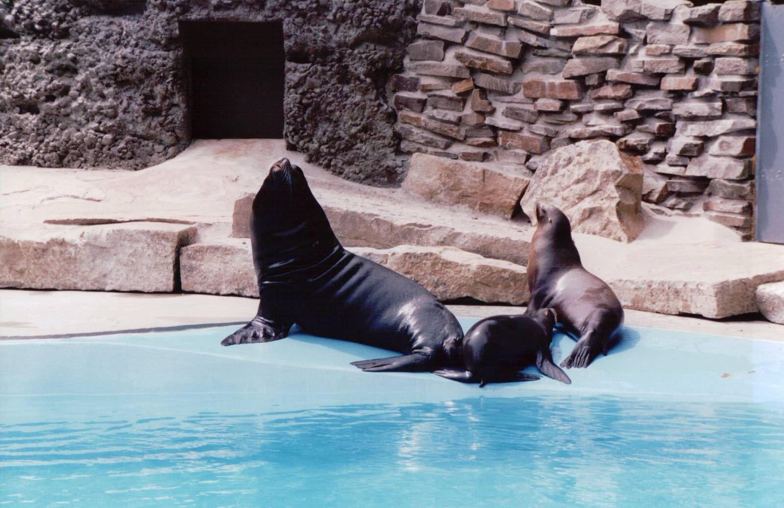 Duisburg Zoo 1999 - California Sea Lions
