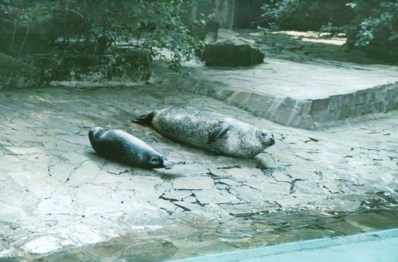 Duisburg Zoo 1999 - Common Seal exhibit