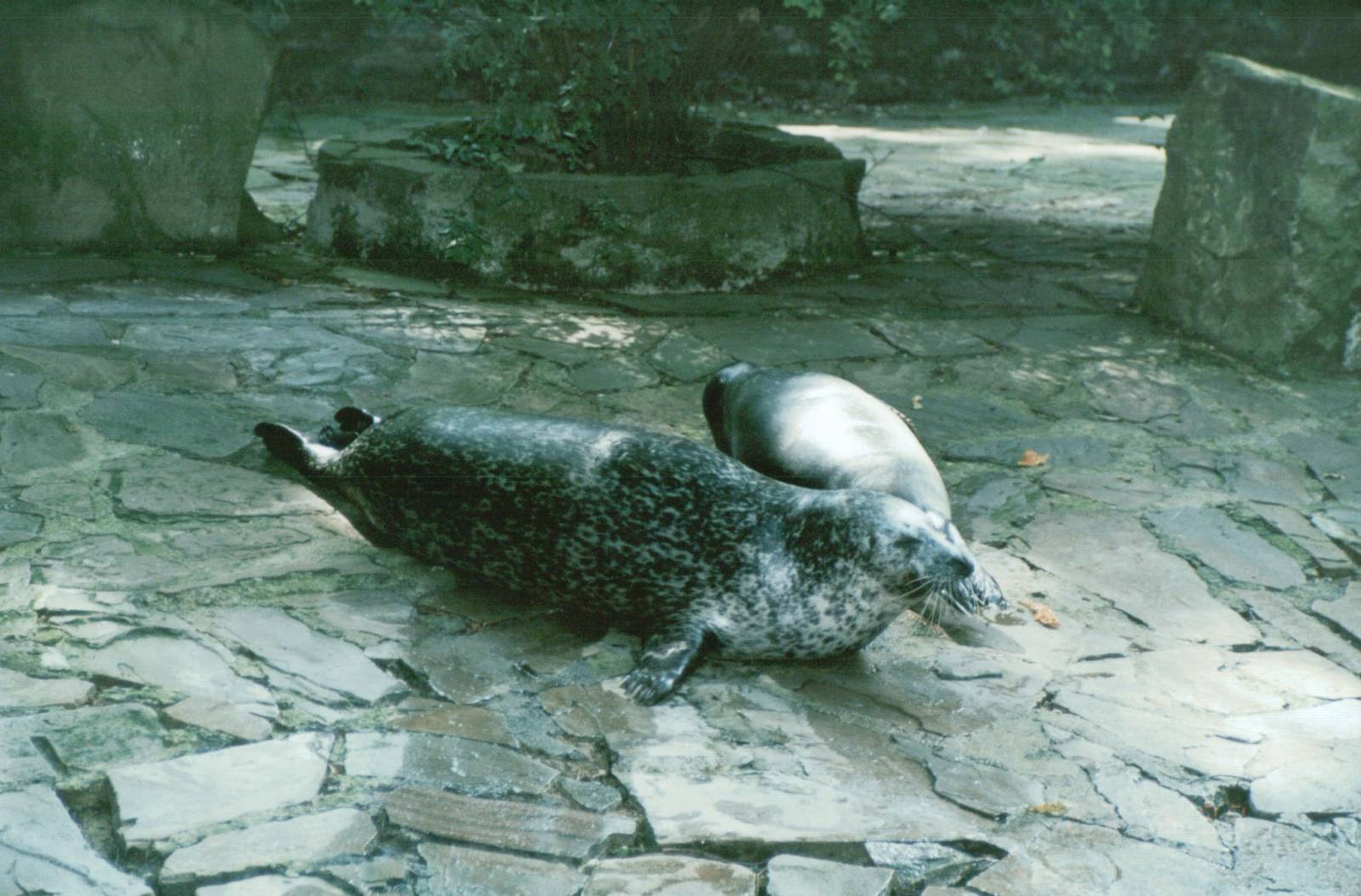 Duisburg Zoo 1999 - Common Seals