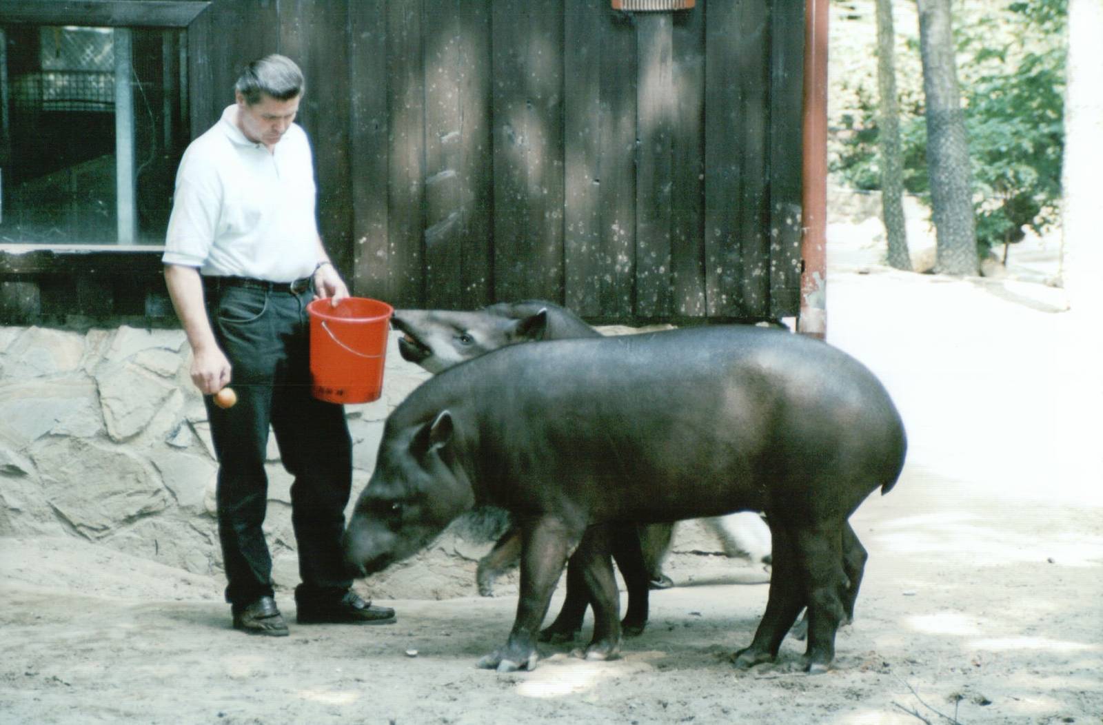 Duisburg Zoo 1999 - Keeper feeding Brazilian Tapirs