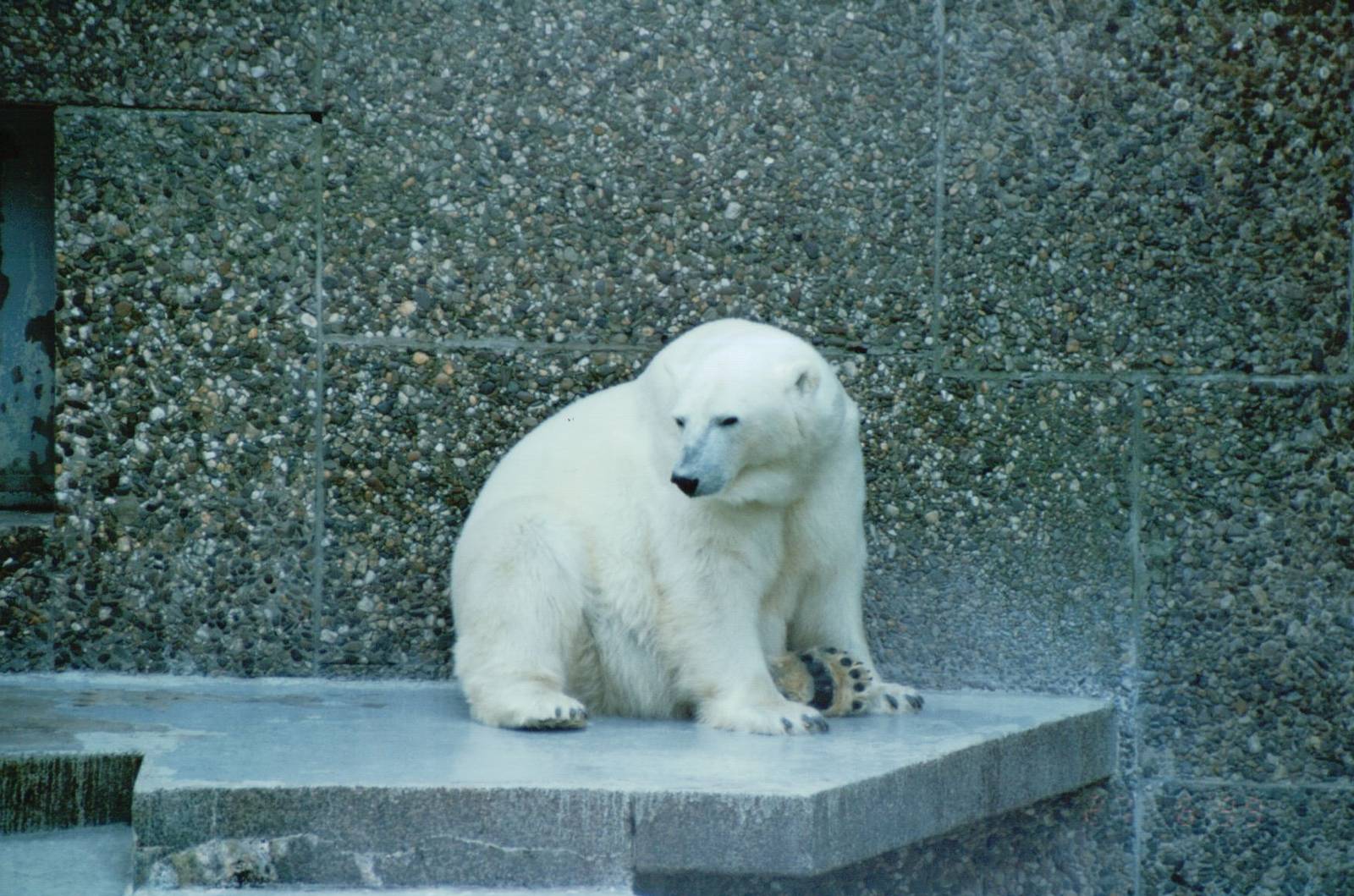 Duisburg Zoo 1999 - Polar Bear