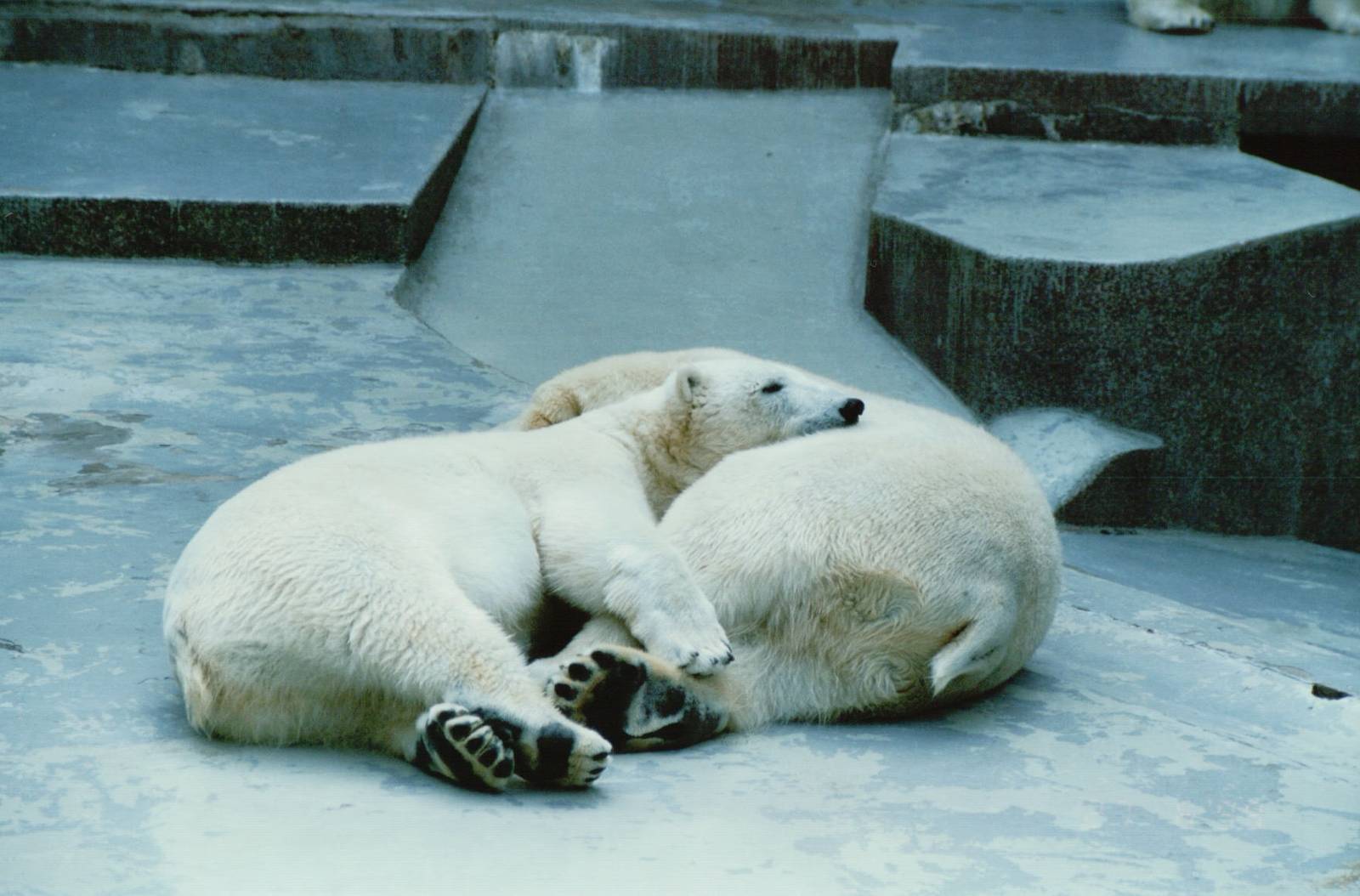 Duisburg Zoo 1999 - Polar Bears