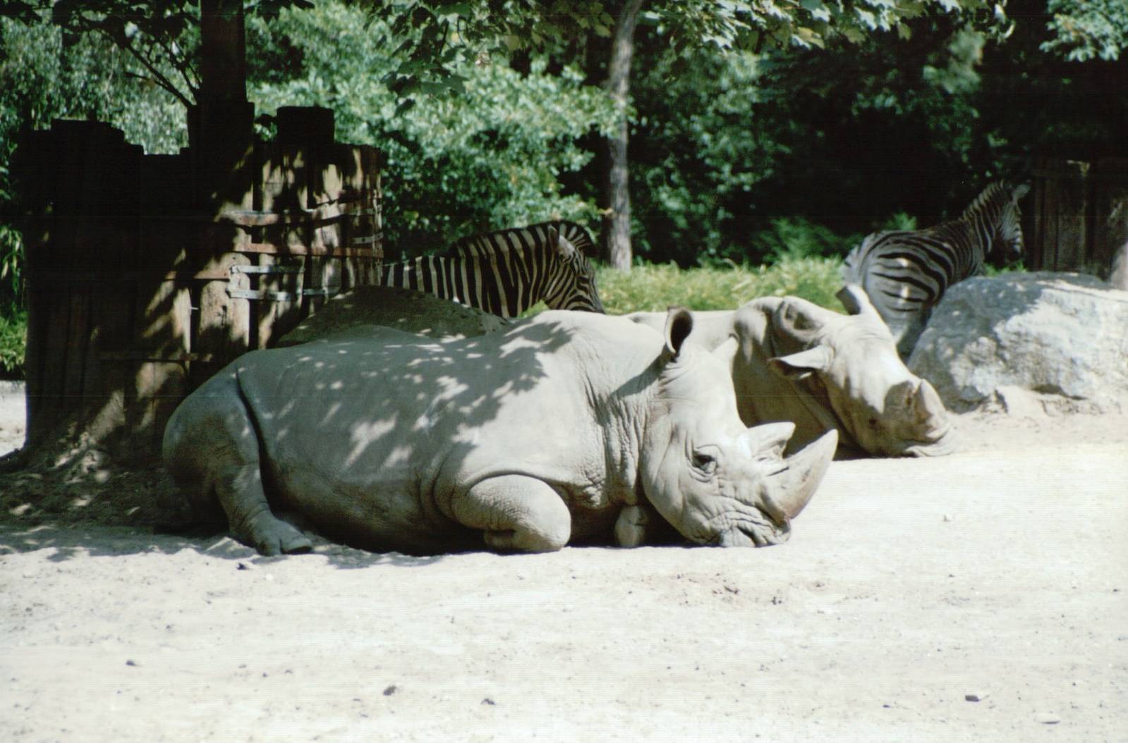 Duisburg Zoo 1999 - White Rhinoceros and Chapmans Zebra