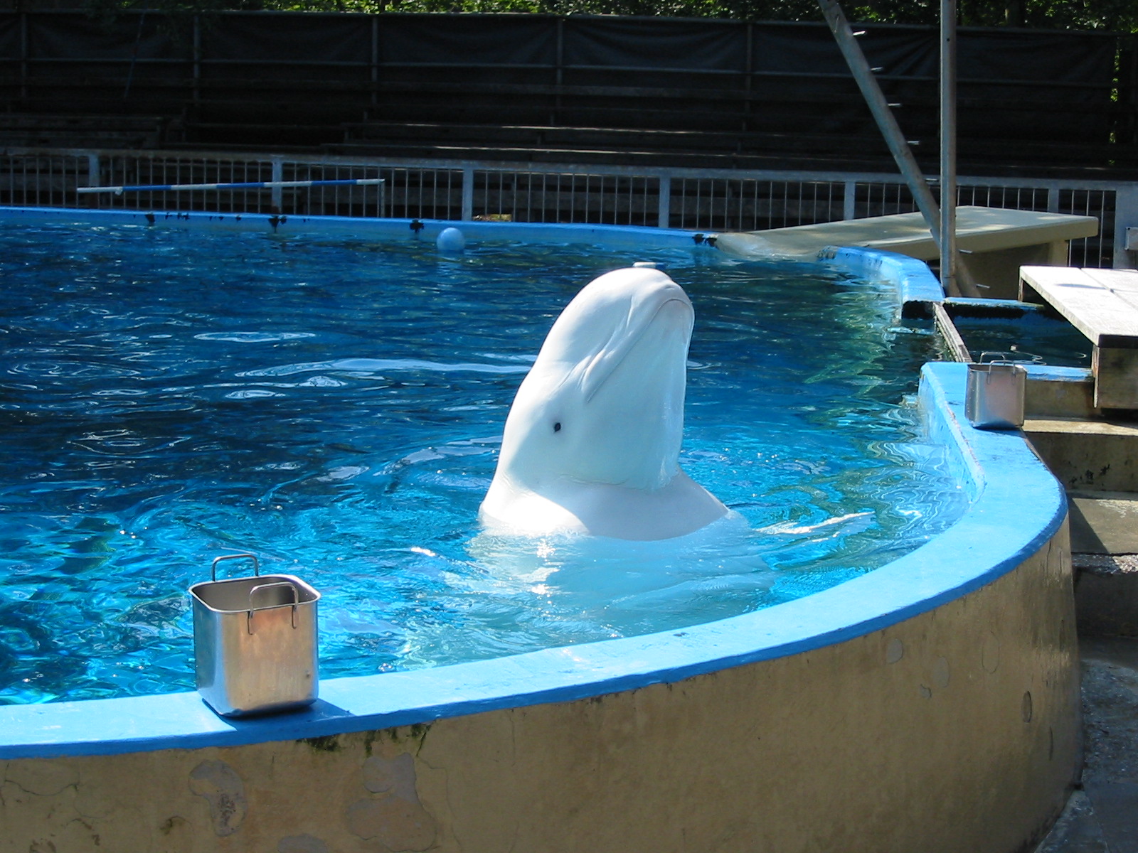 Duisburg Zoo 2004 - Beluga