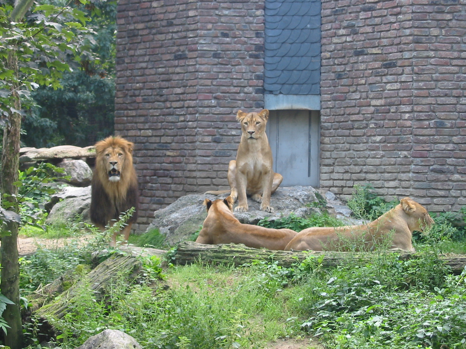 Duisburg Zoo 2004 - Male African Lion and his hareem