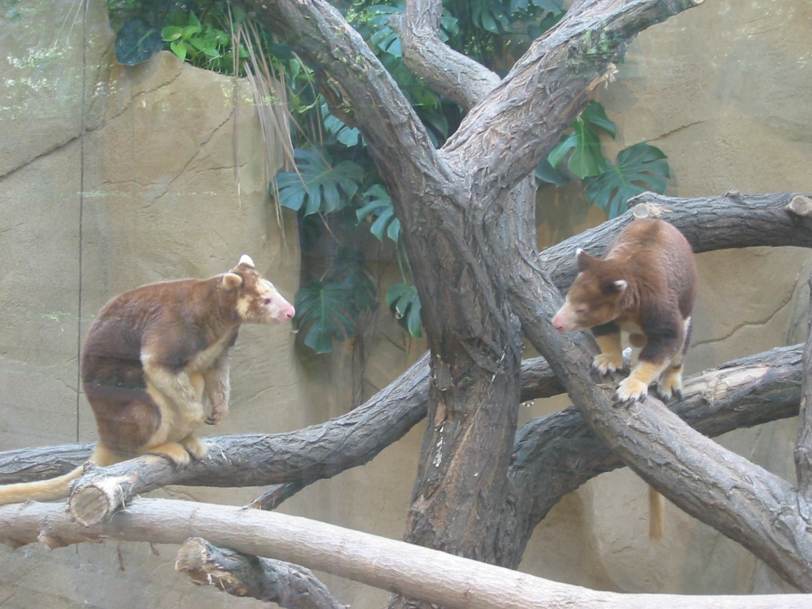 Duisburg Zoo 2004 - Matchies Tree Kangaroos