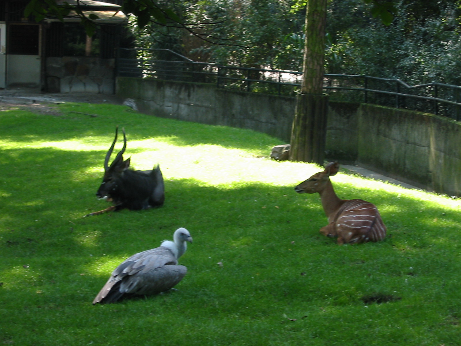 Duisburg Zoo 2004 - Mixed Nyala and Griffon Vulture exhibit