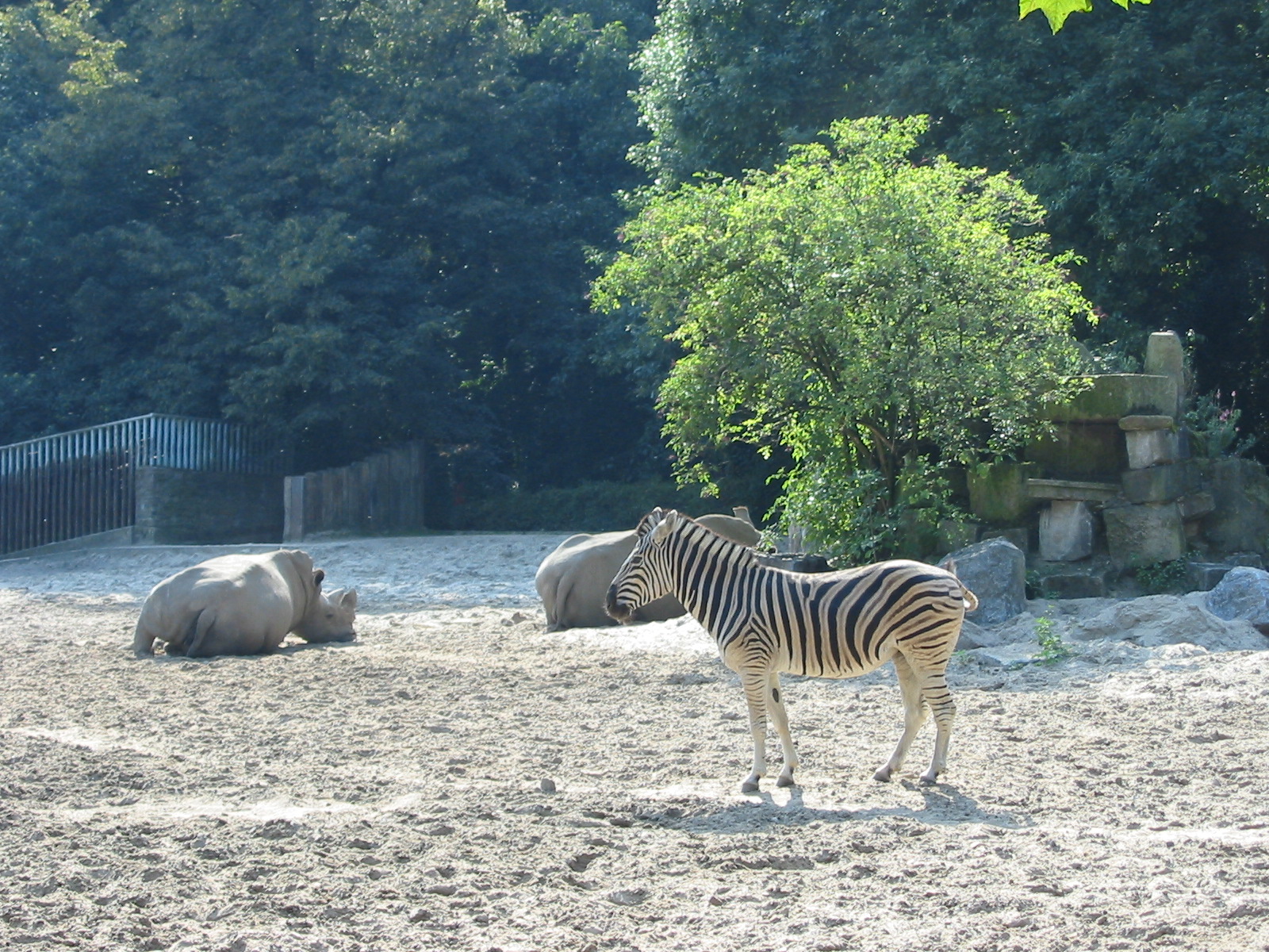 Duisburg Zoo 2004 - Mixed White Rhinoceros and Zebra exhibit