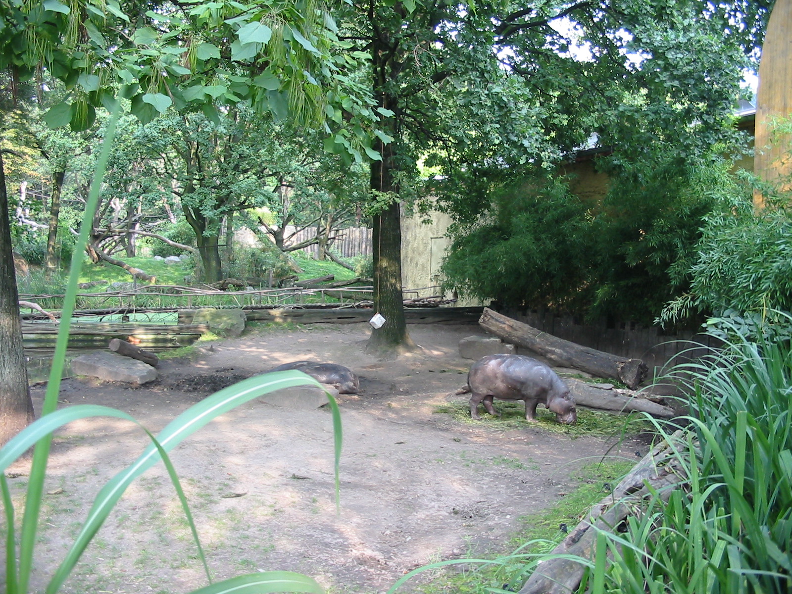 Duisburg Zoo 2004 - Outdoor Pigmy Hippopotamus exhibit