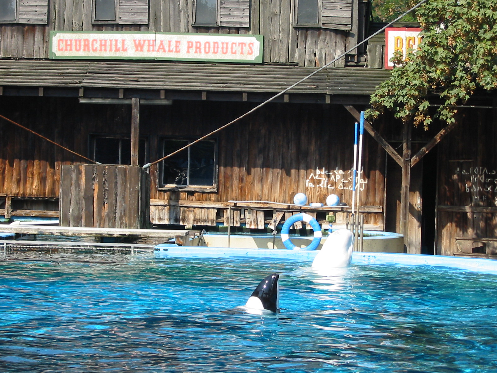 Duisburg Zoo 2004 - Piebald Dolphin and Beluga