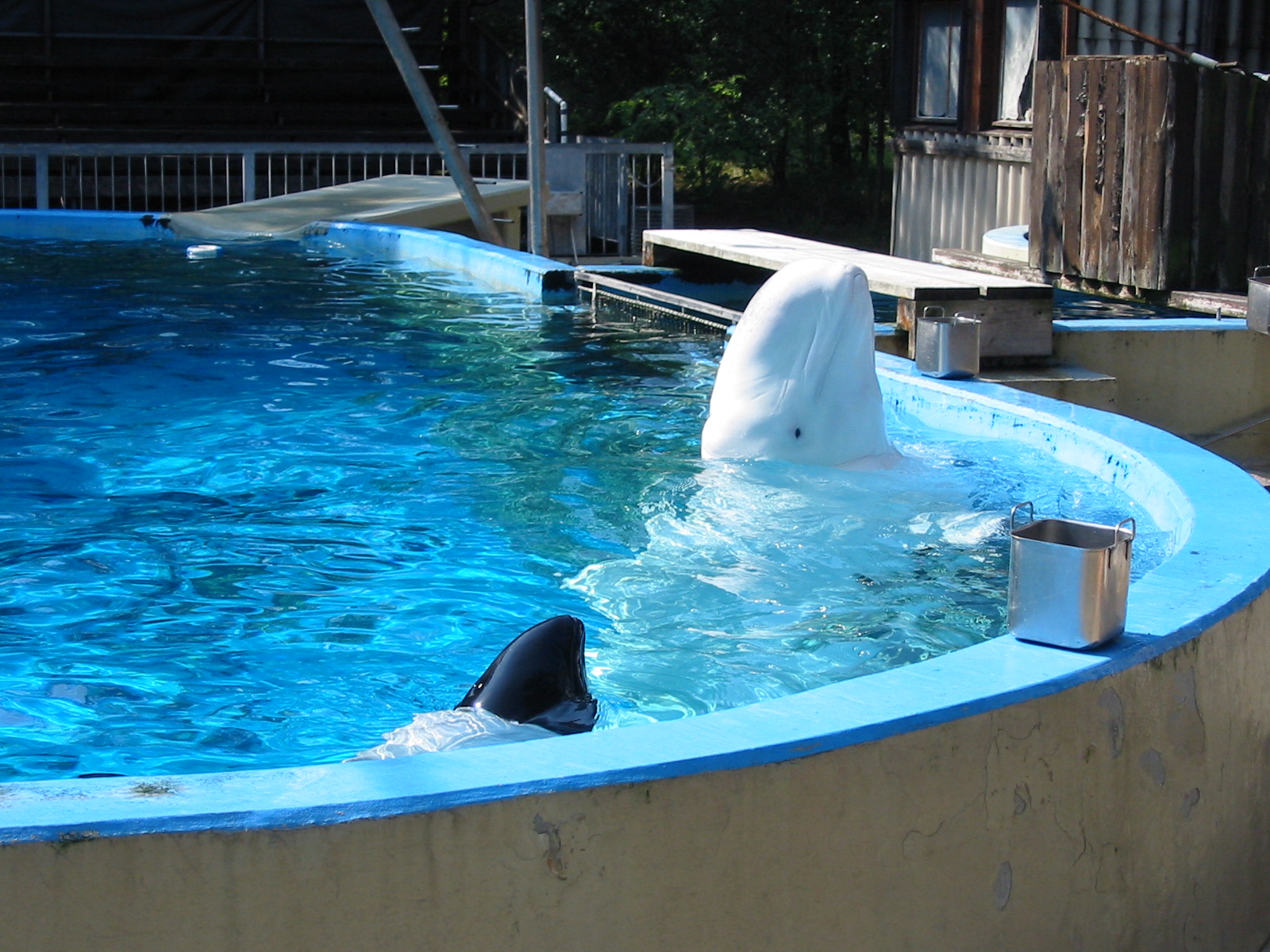 Duisburg Zoo 2004 - Piebald Dolphin and Beluga