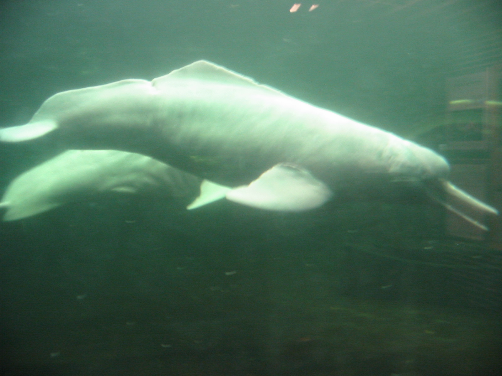 Duisburg Zoo 2004 - Pink River Dolphins in the old indoor pool