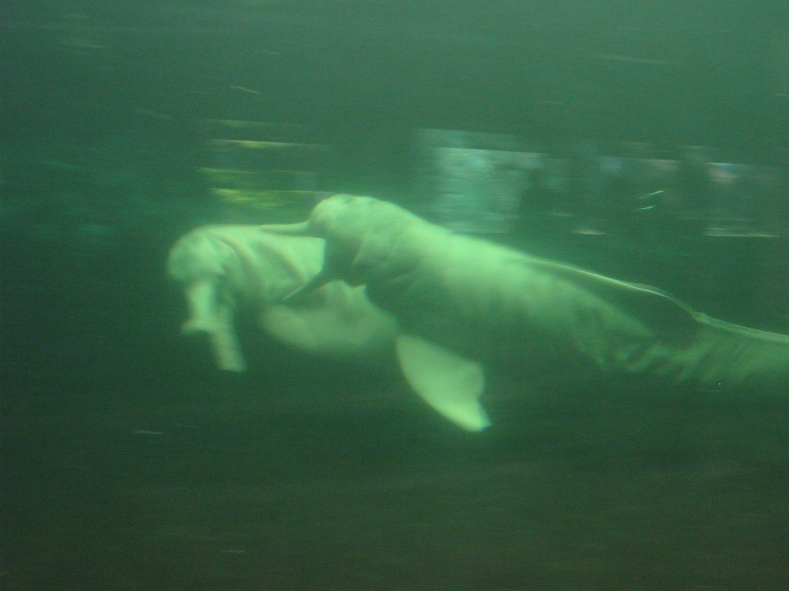 Duisburg Zoo 2004 - Pink River Dolphins in the old pool