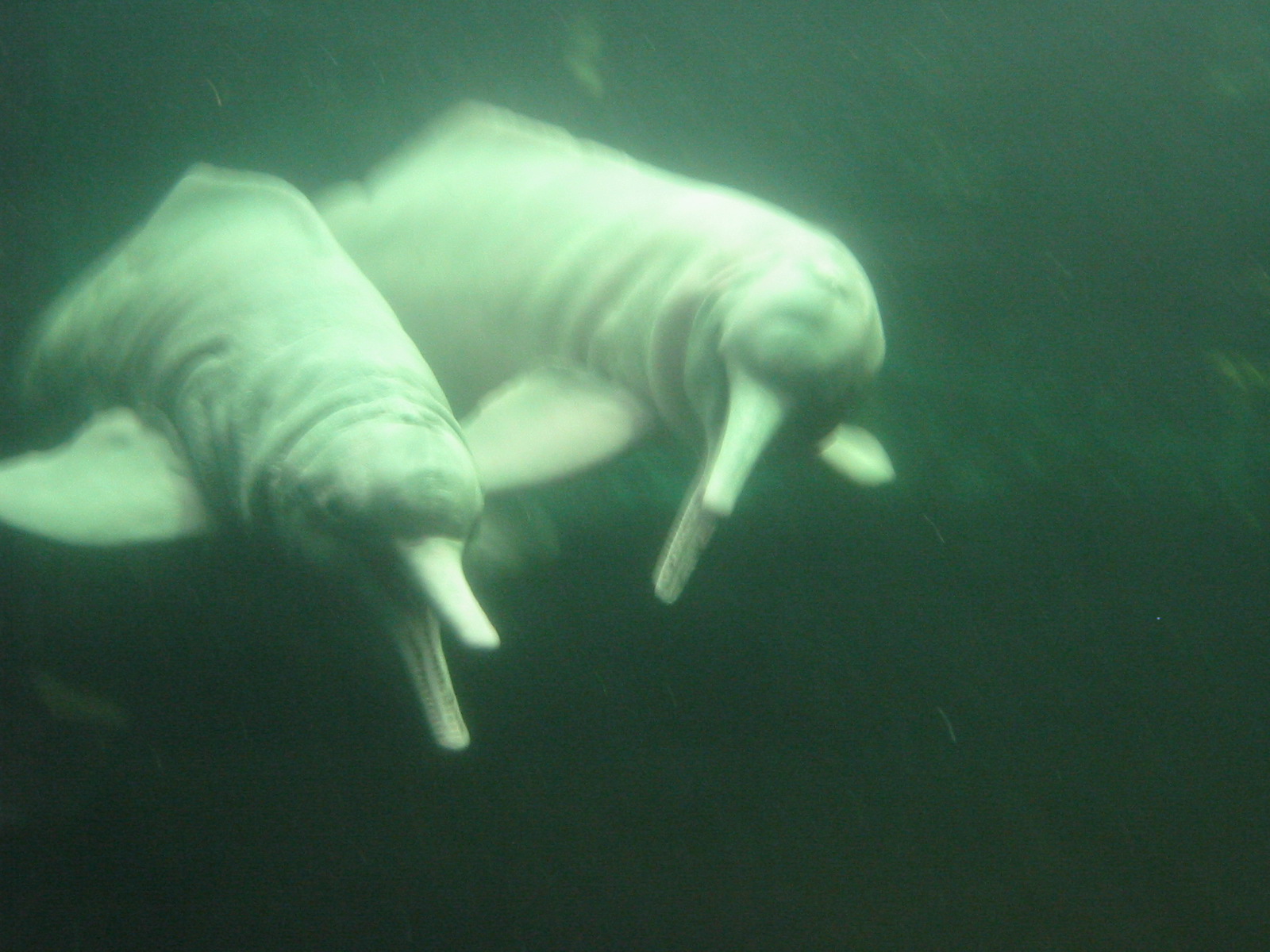 Duisburg Zoo 2004 - Pink River Dolphins in the old pool