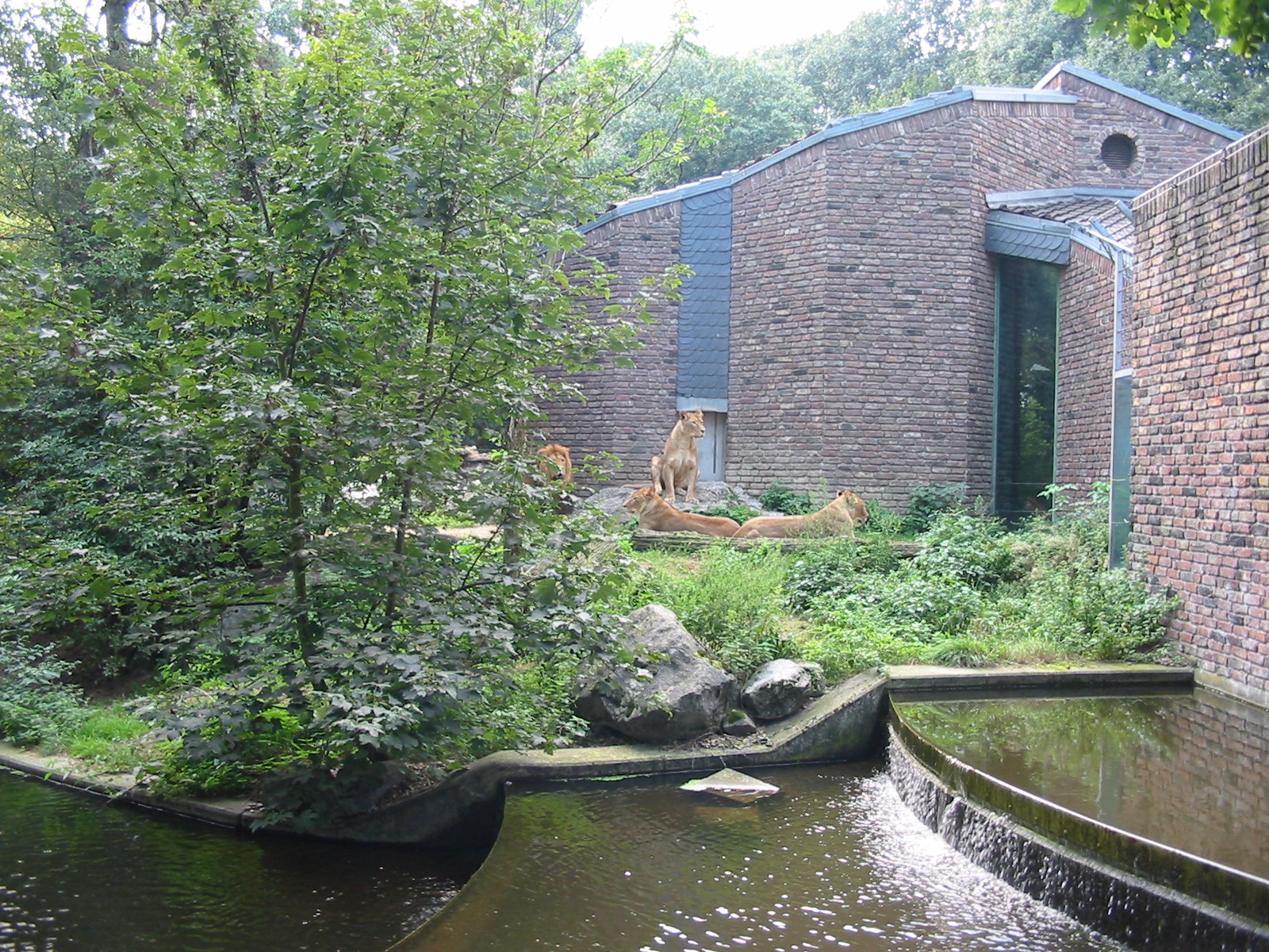 Duisburg Zoo 2004 - Side of African Lion exhibit