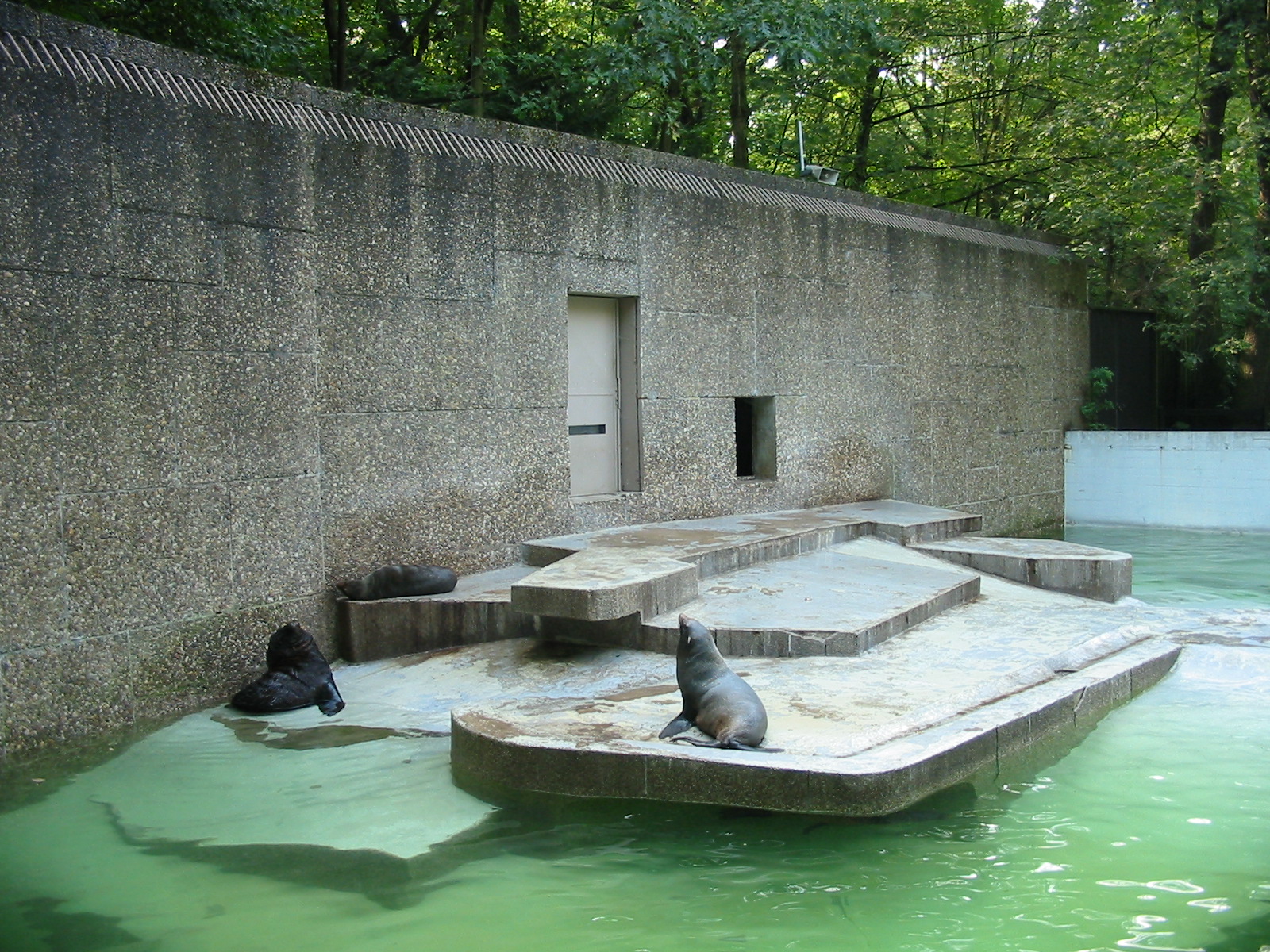 Duisburg Zoo 2004 - South American Fur Seal in the old Polar Bear exhibit