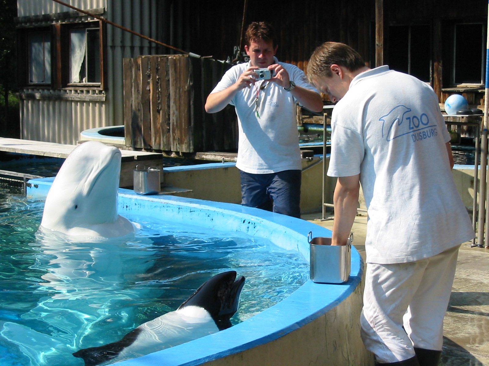 Duisburg Zoo 2004 - Trainers feed their aquatic friends