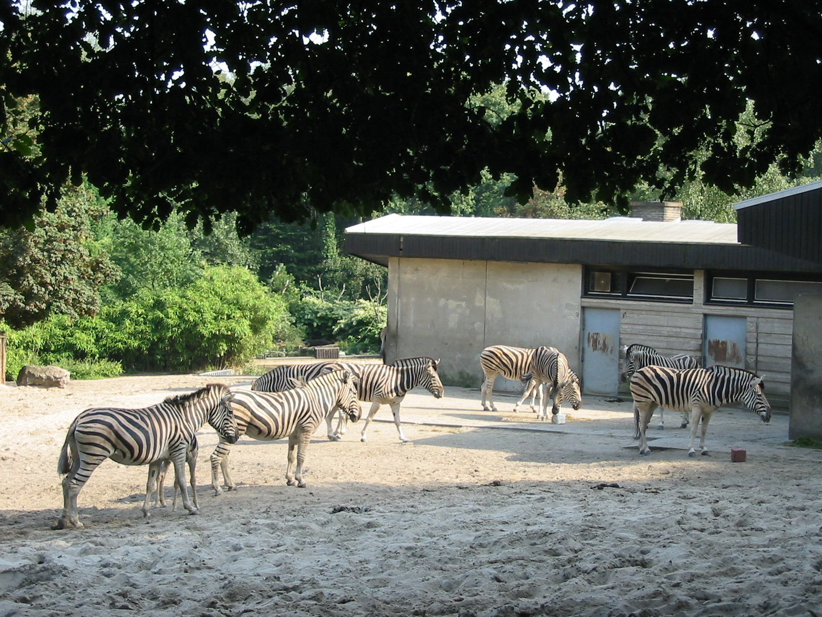Duisburg Zoo 2004 - Zebra exhibit