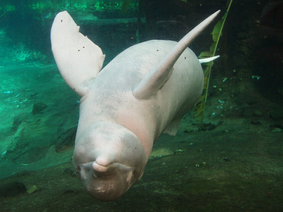Duisburg Zoo - Amazonian river dolphin
