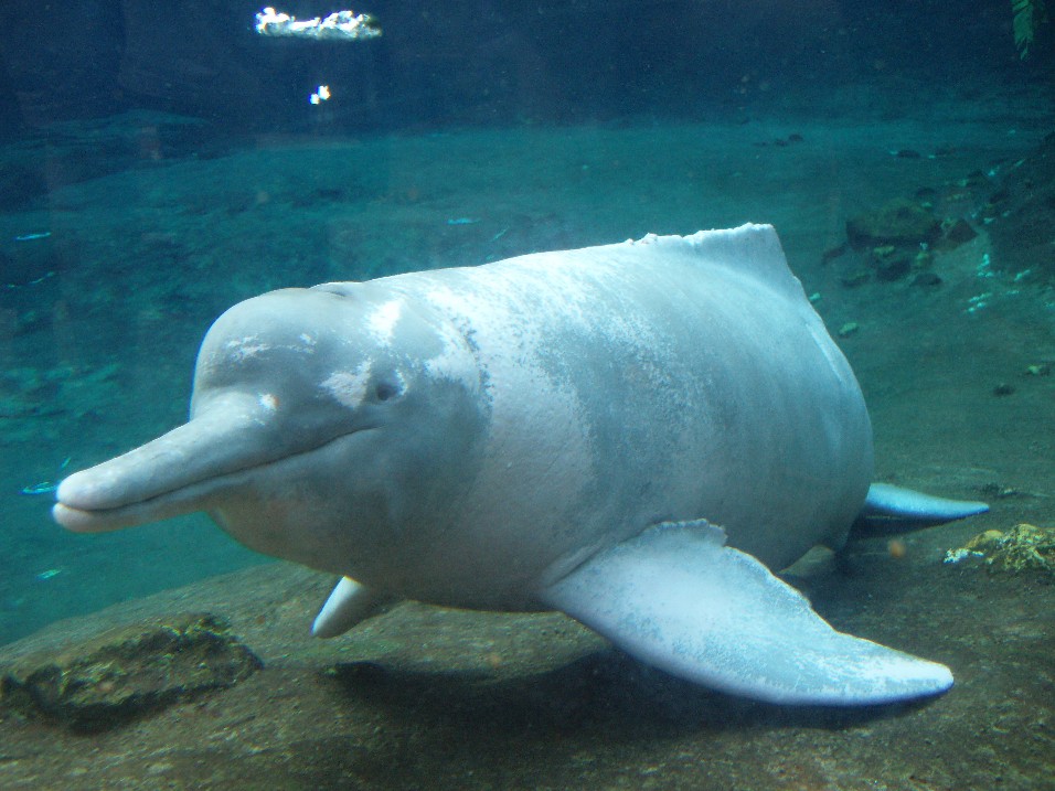 Duisburg Zoo - Amazonian river dolphin
