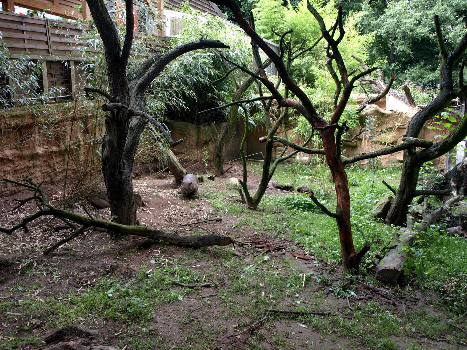 Duisburg Zoo - Australia (Wombats)