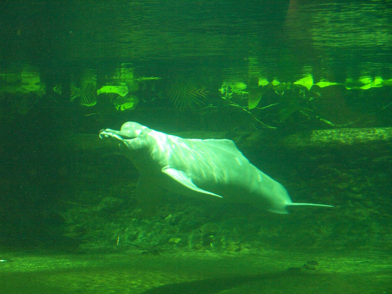 Duisburg Zoo - Boto hunting