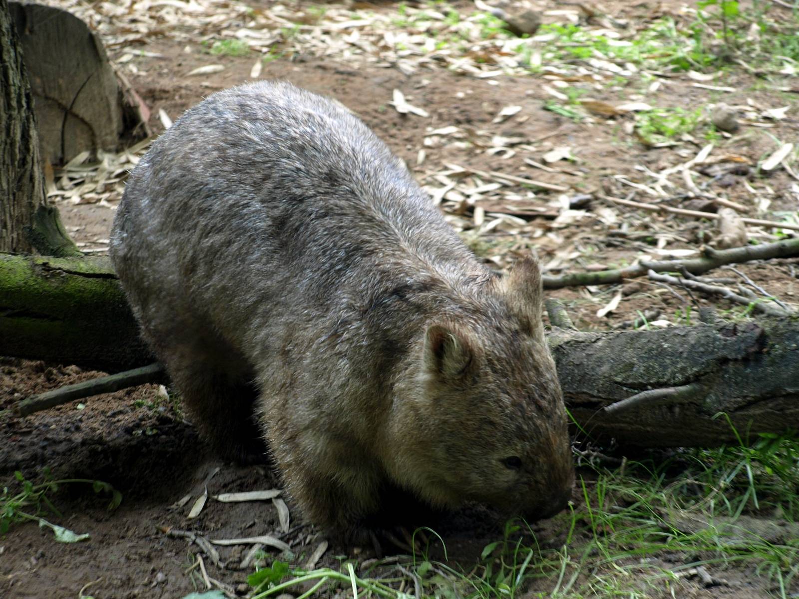 Duisburg Zoo - Common wombat